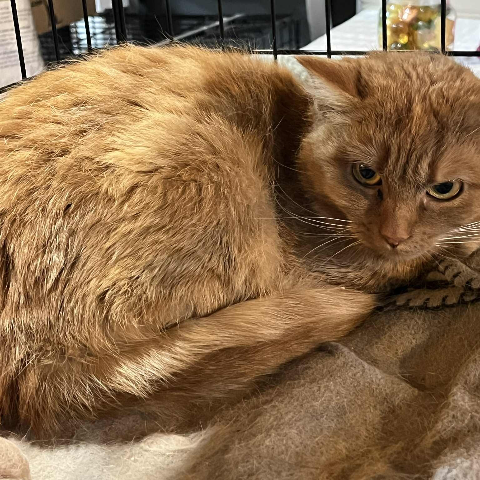 Enlarge REM, a Adoptable Domestic Short Hair in Fair Haven, VT image 3/3