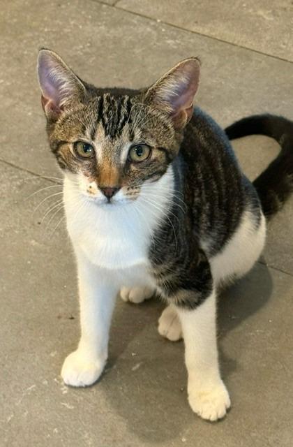 Sparky, Adoptable, Young Male Domestic Short Hair.