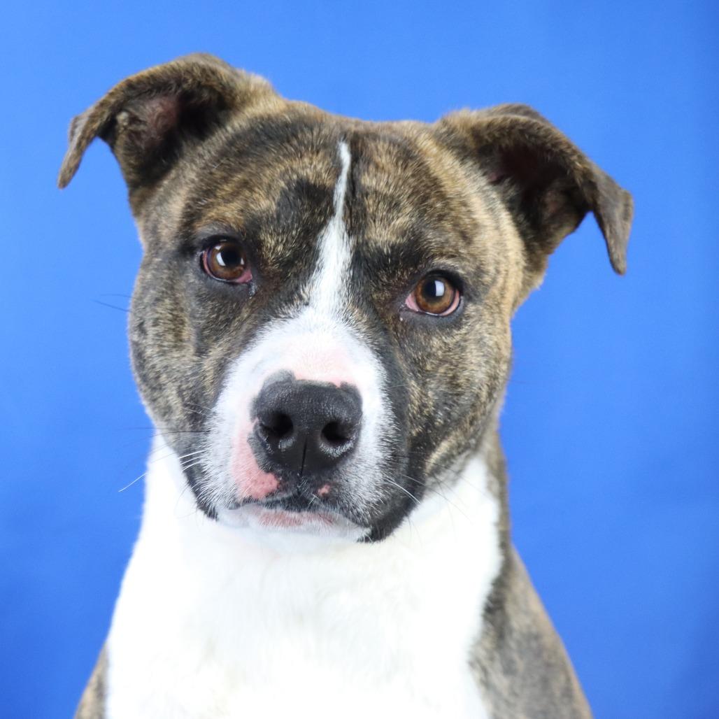 Merlot - 072901T, a Adoptable mixed breed in Tupelo, MS image 1/2
