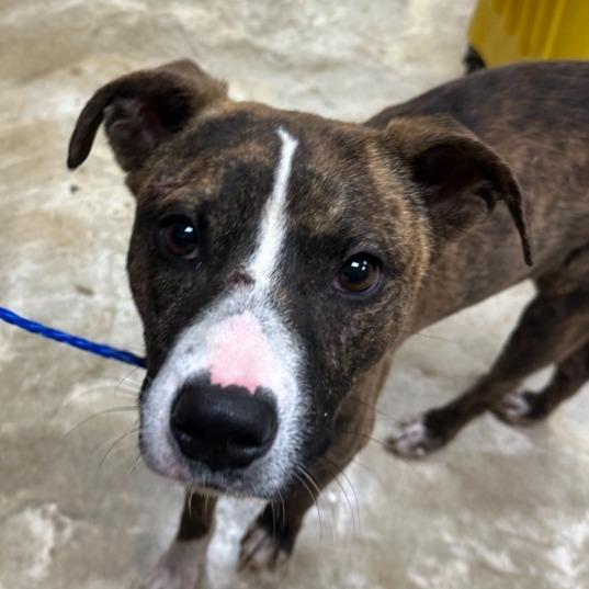 Merlot - 072901T, a Adoptable mixed breed in Tupelo, MS image 2/2