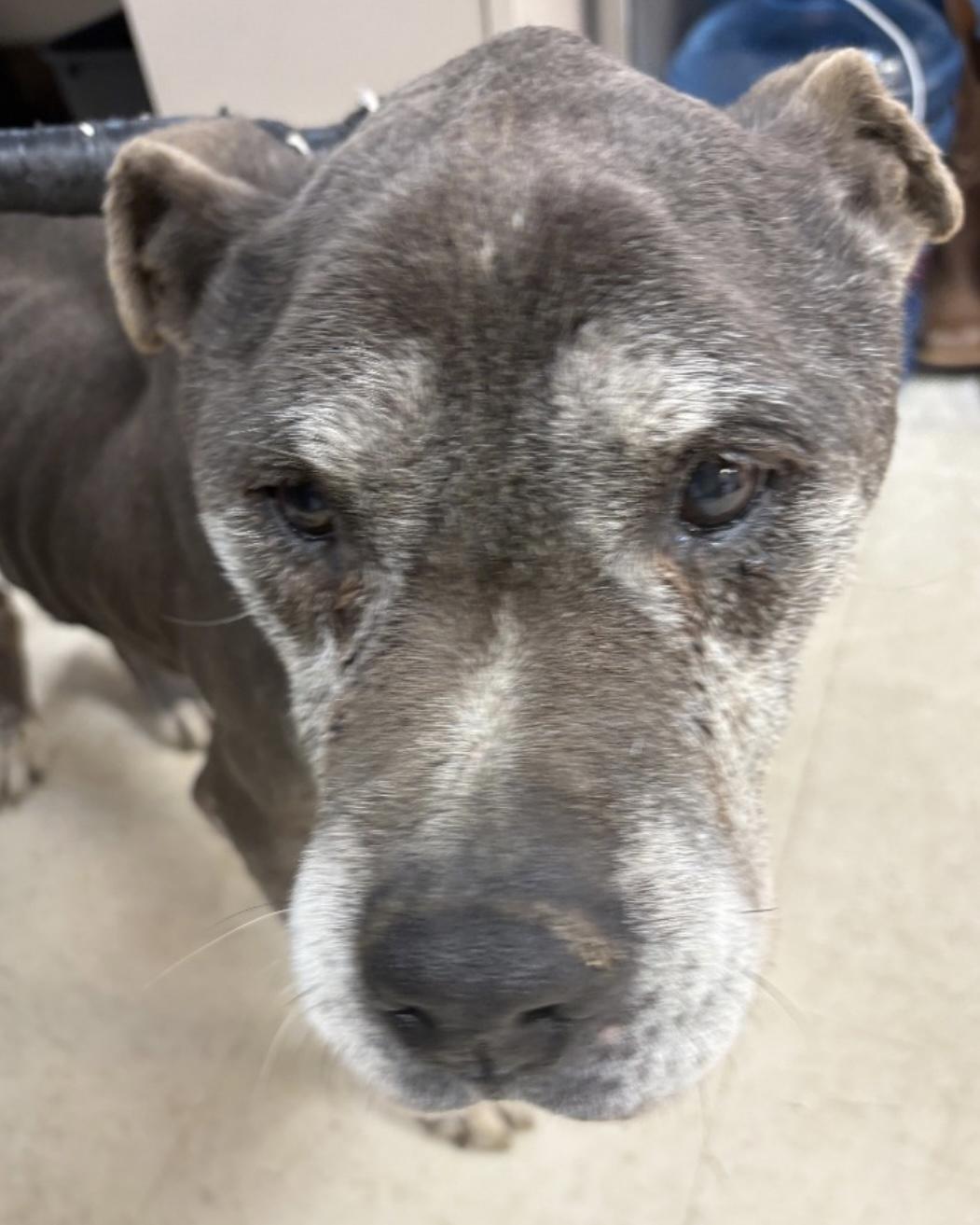 Enlarge Old Timer ADOPTED, an adopted Pit Bull Terrier in Canton, OH image 3/3