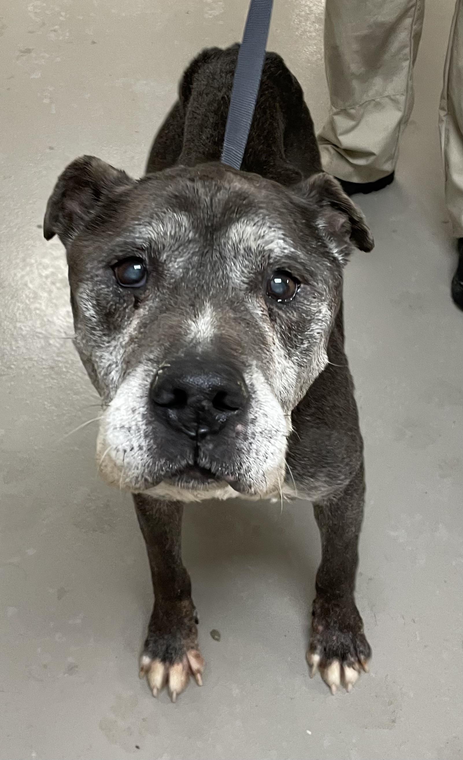 Old Timer ADOPTED, adopted, Senior Male Pit Bull Terrier.
