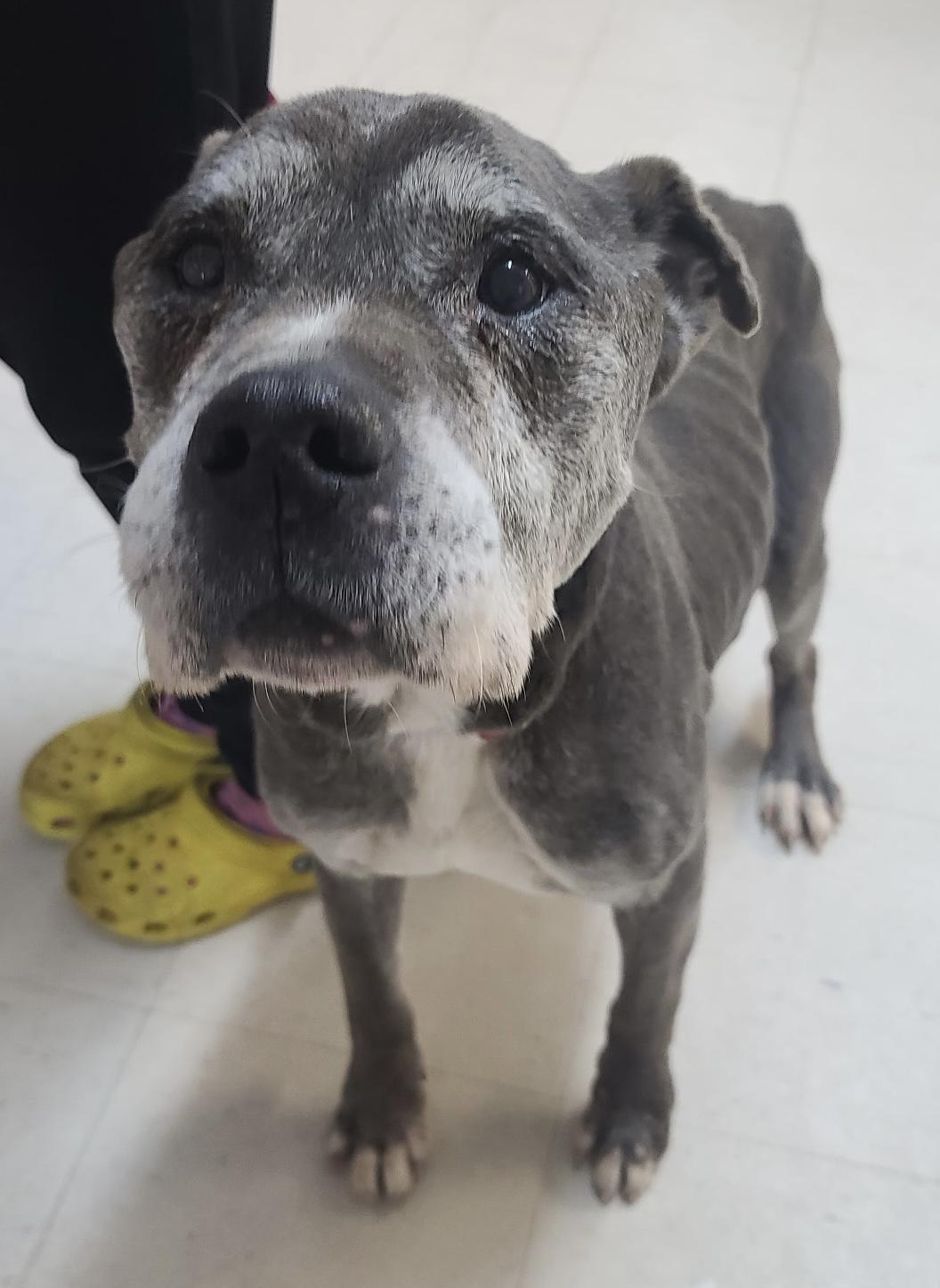 Enlarge Old Timer ADOPTED, an adopted Pit Bull Terrier in Canton, OH image 2/3