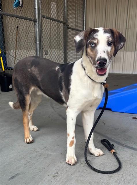 LEMONHEAD, Adoptable, Young Male Catahoula Leopard Dog & Mixed Breed.