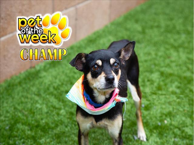 SAVE ME PLEASE! CHAMP -ID#A545460