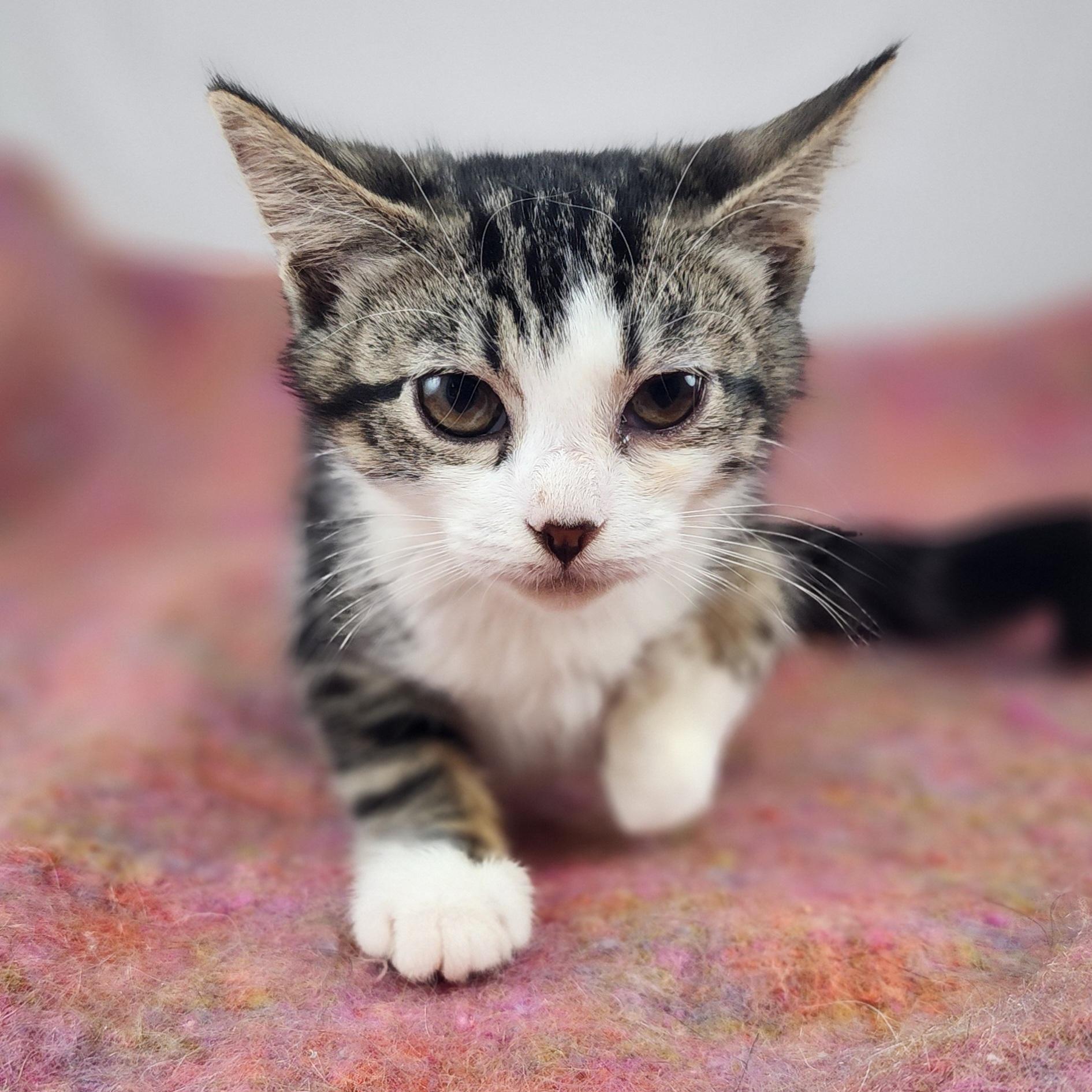 Samantha Domestic Short Hair Cat