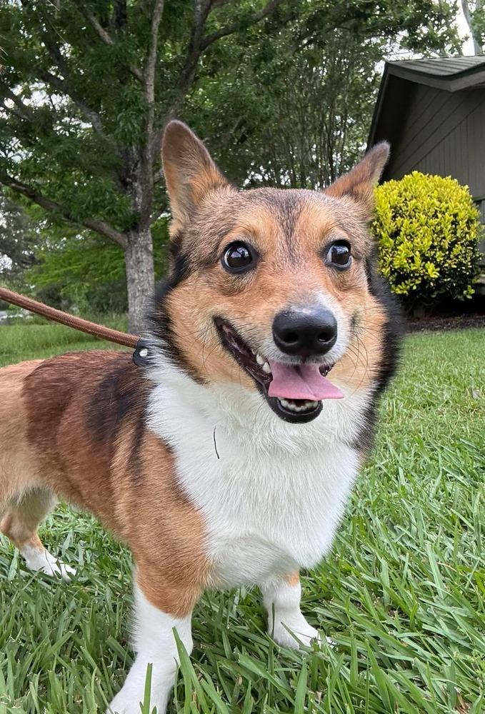 Sergio, a Adopted Corgi in Syracuse, NY image 1/6