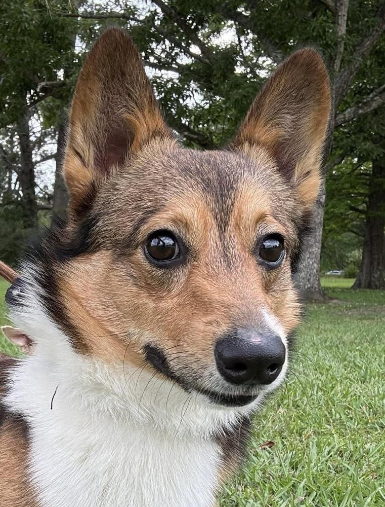 Sergio, a Adopted Corgi in Syracuse, NY image 2/6