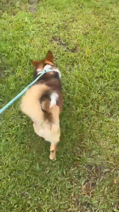 Enlarge Sergio, a Adopted Corgi in Syracuse, NY video 3/6