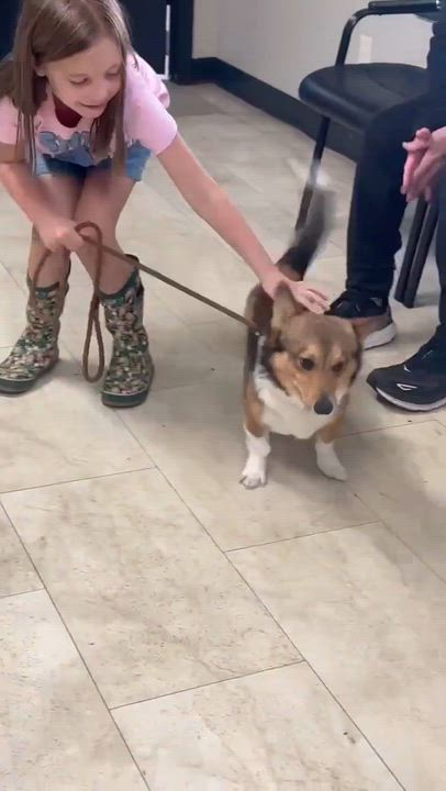 Enlarge Sergio, a Adopted Corgi in Syracuse, NY video 4/6