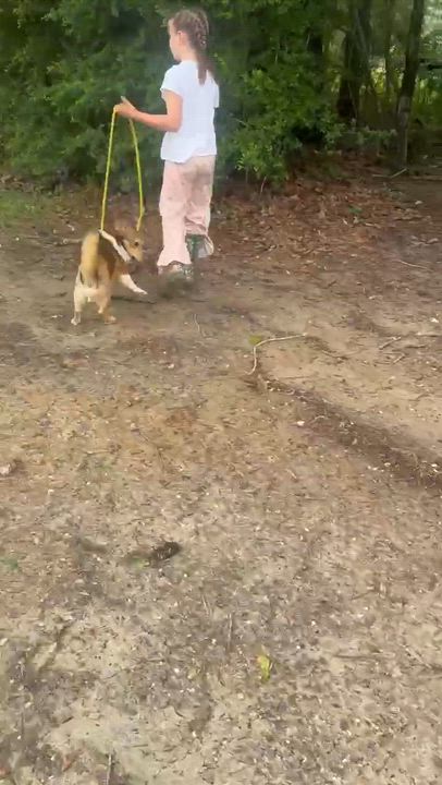 Enlarge Sergio, a Adopted Corgi in Syracuse, NY video 5/6