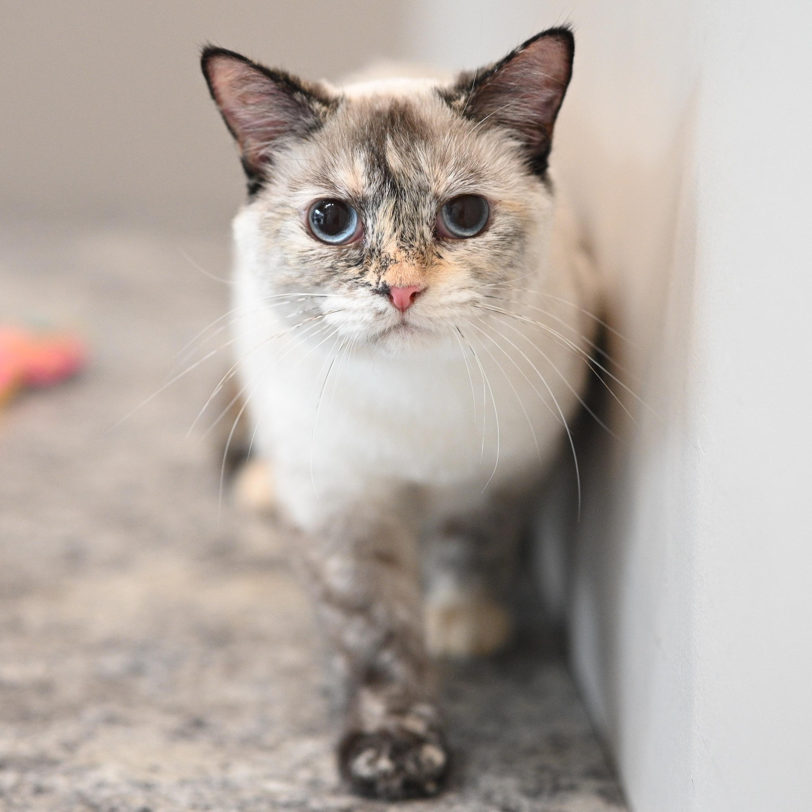 Joy, an adopted mixed breed in Chicago, IL image 5/6