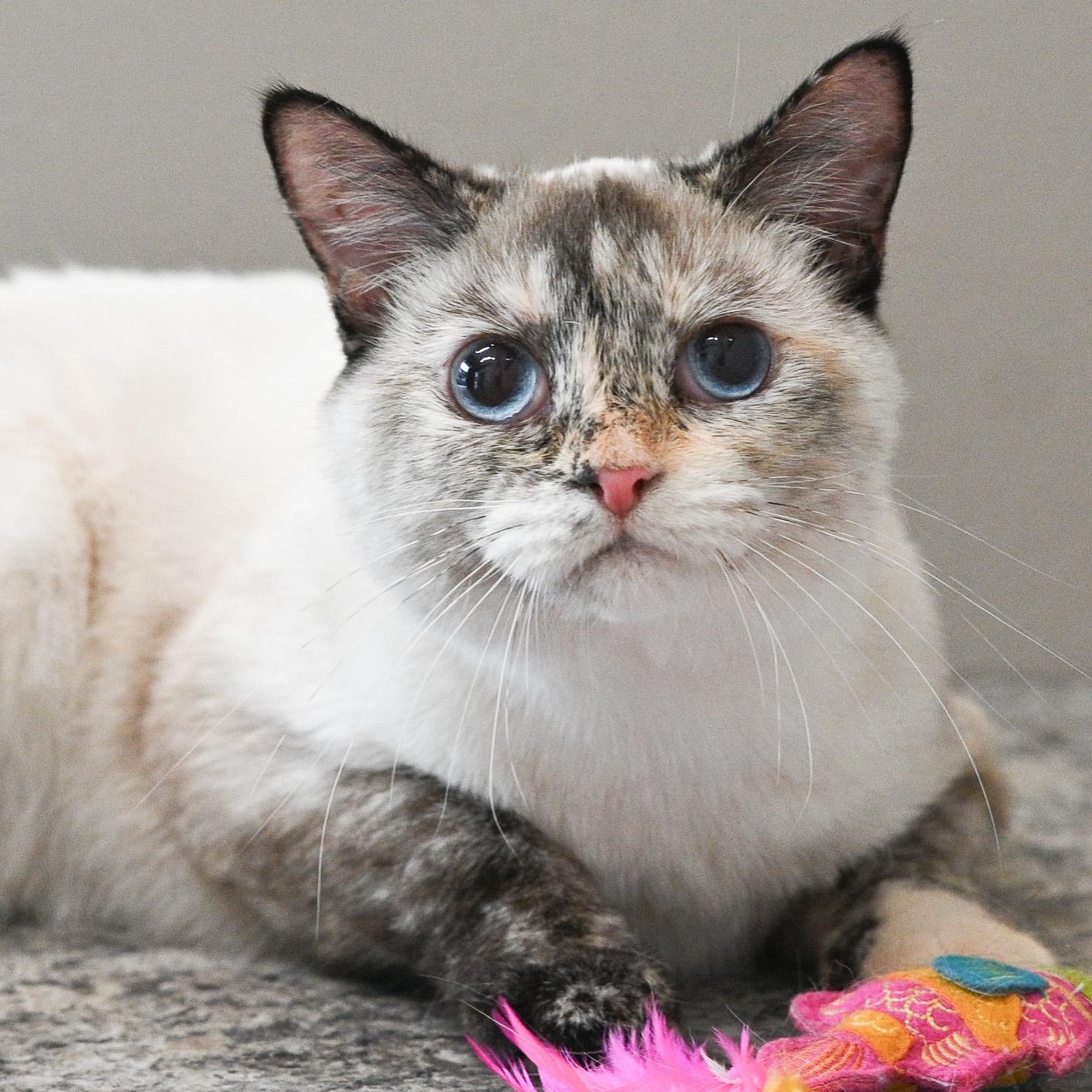 Joy, an adopted mixed breed in Chicago, IL image 2/6