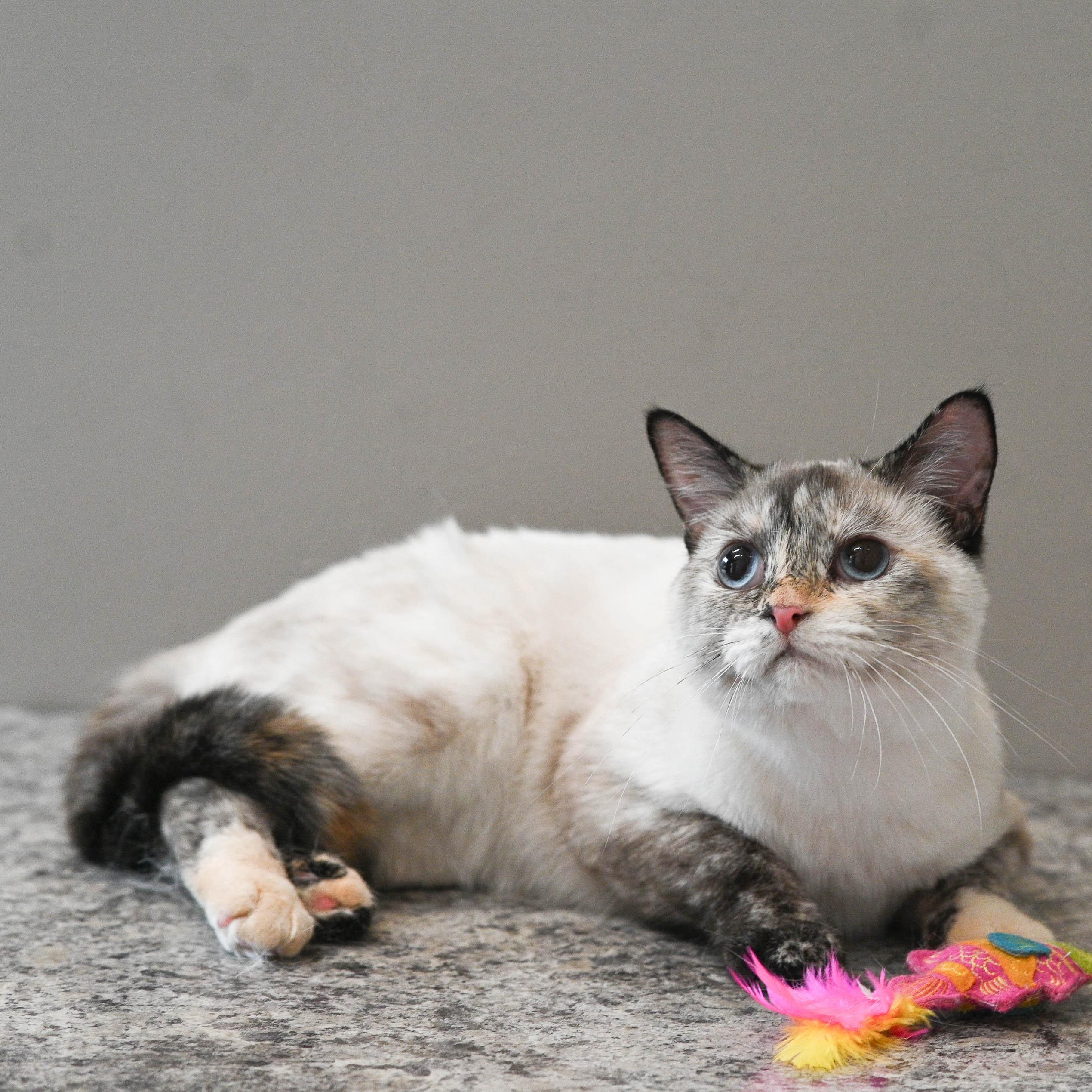 Joy, an adopted mixed breed in Chicago, IL image 6/6