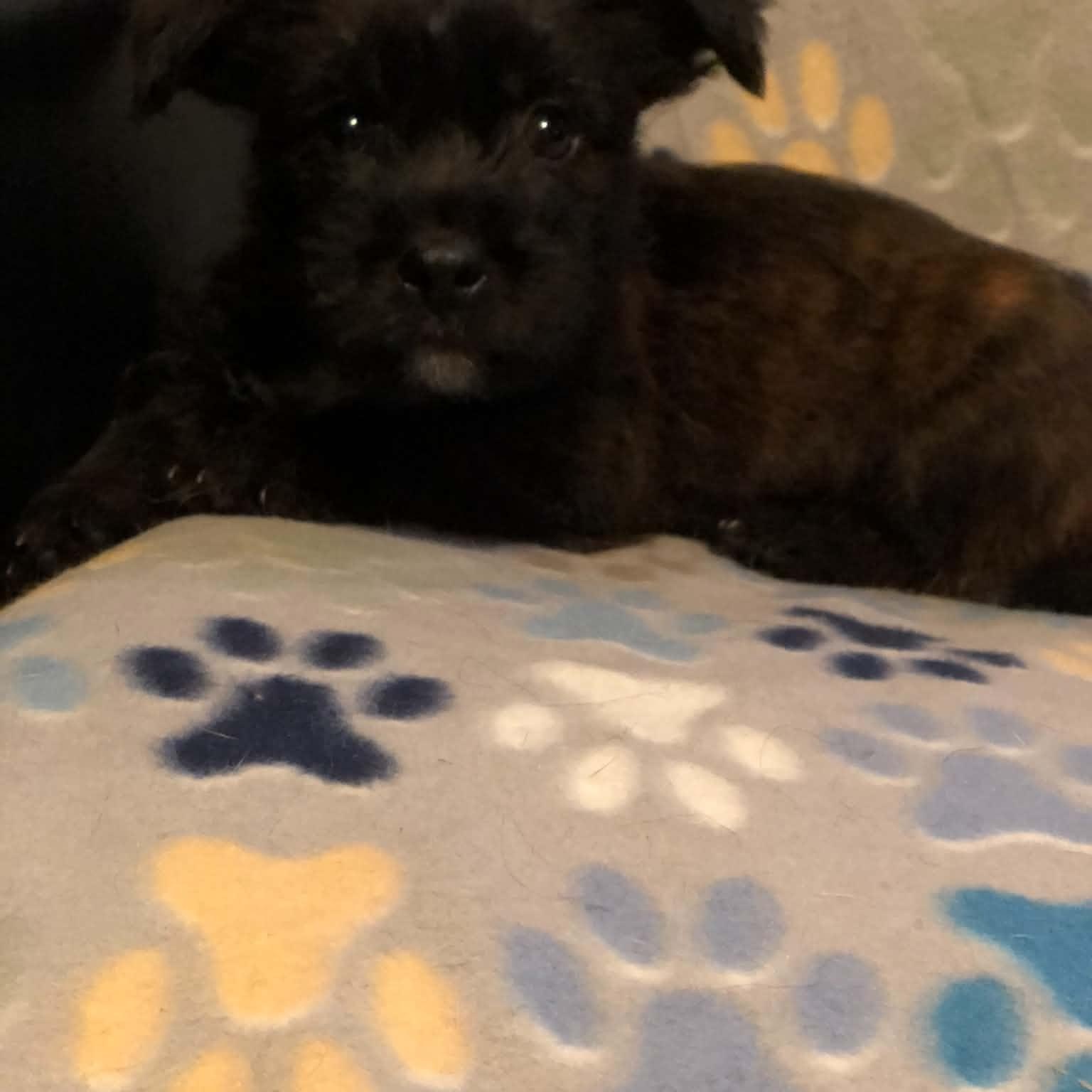 Enlarge Baby Bop, a Adoptable mixed breed in Campton, KY image 2/5
