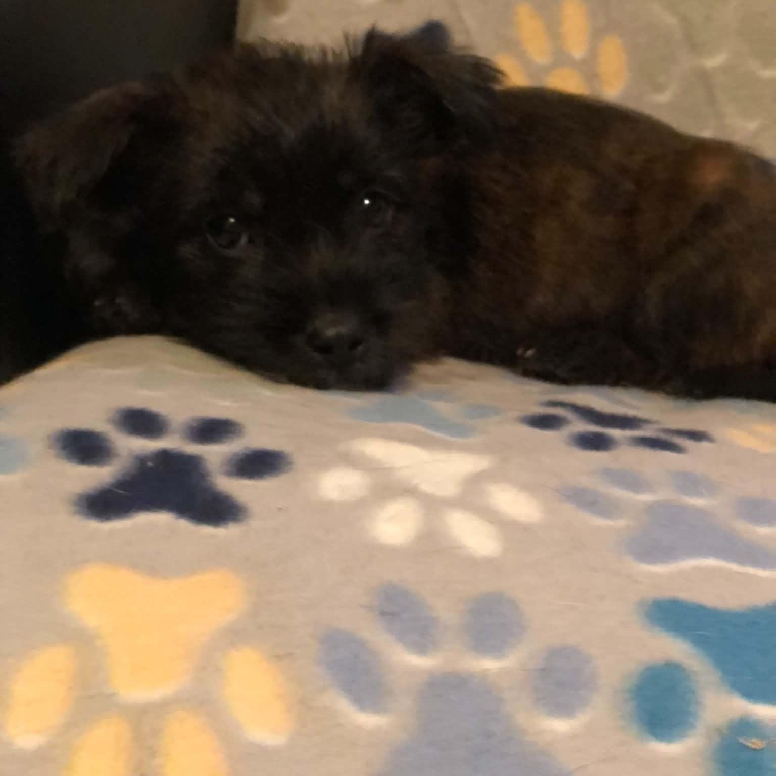 Enlarge Baby Bop, a Adoptable mixed breed in Campton, KY image 5/5