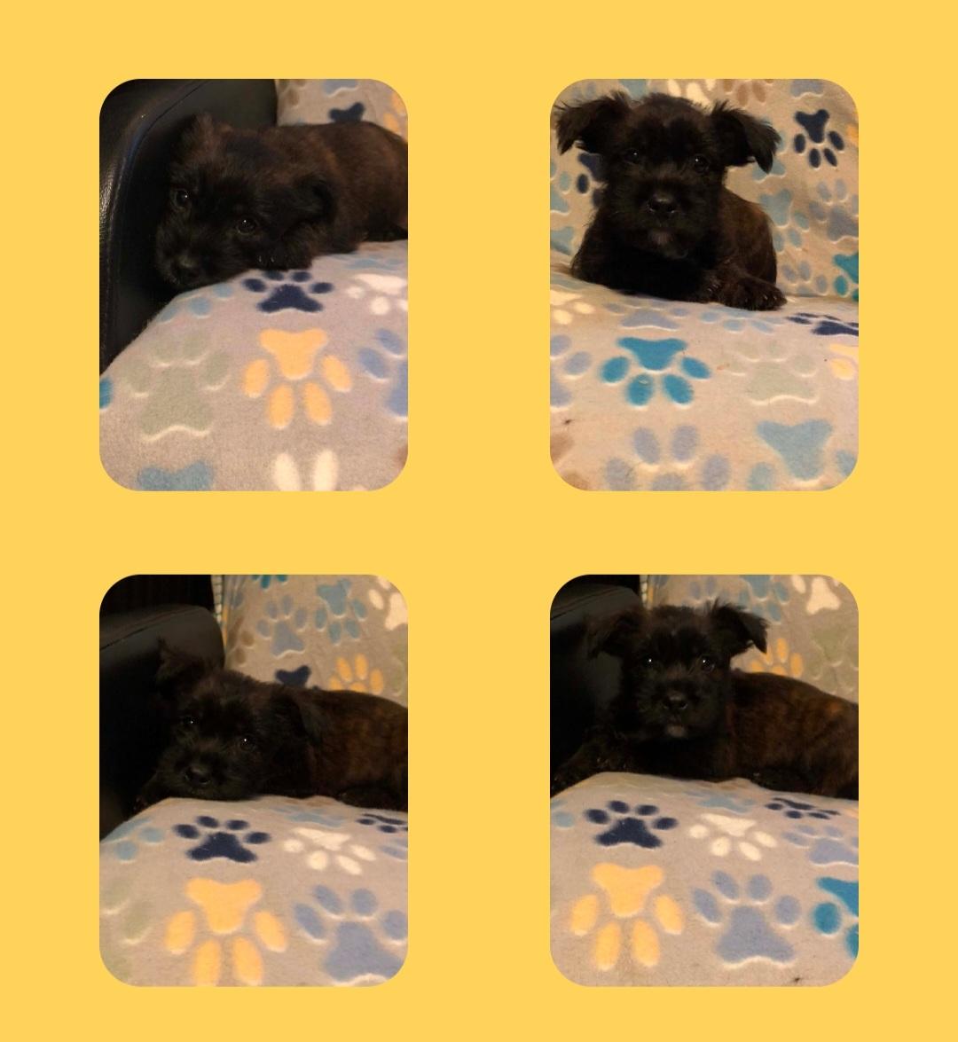 Enlarge Baby Bop, a Adoptable mixed breed in Campton, KY image 3/5