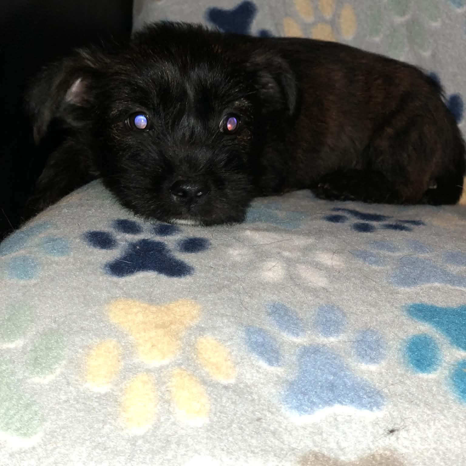 Enlarge Baby Bop, a Adoptable mixed breed in Campton, KY image 4/5