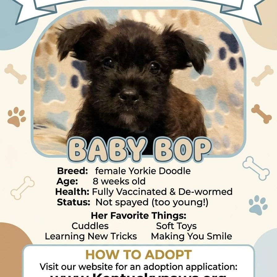 Baby Bop, Adoptable, Puppy Female Yorkie Poo & Standard Poodle.