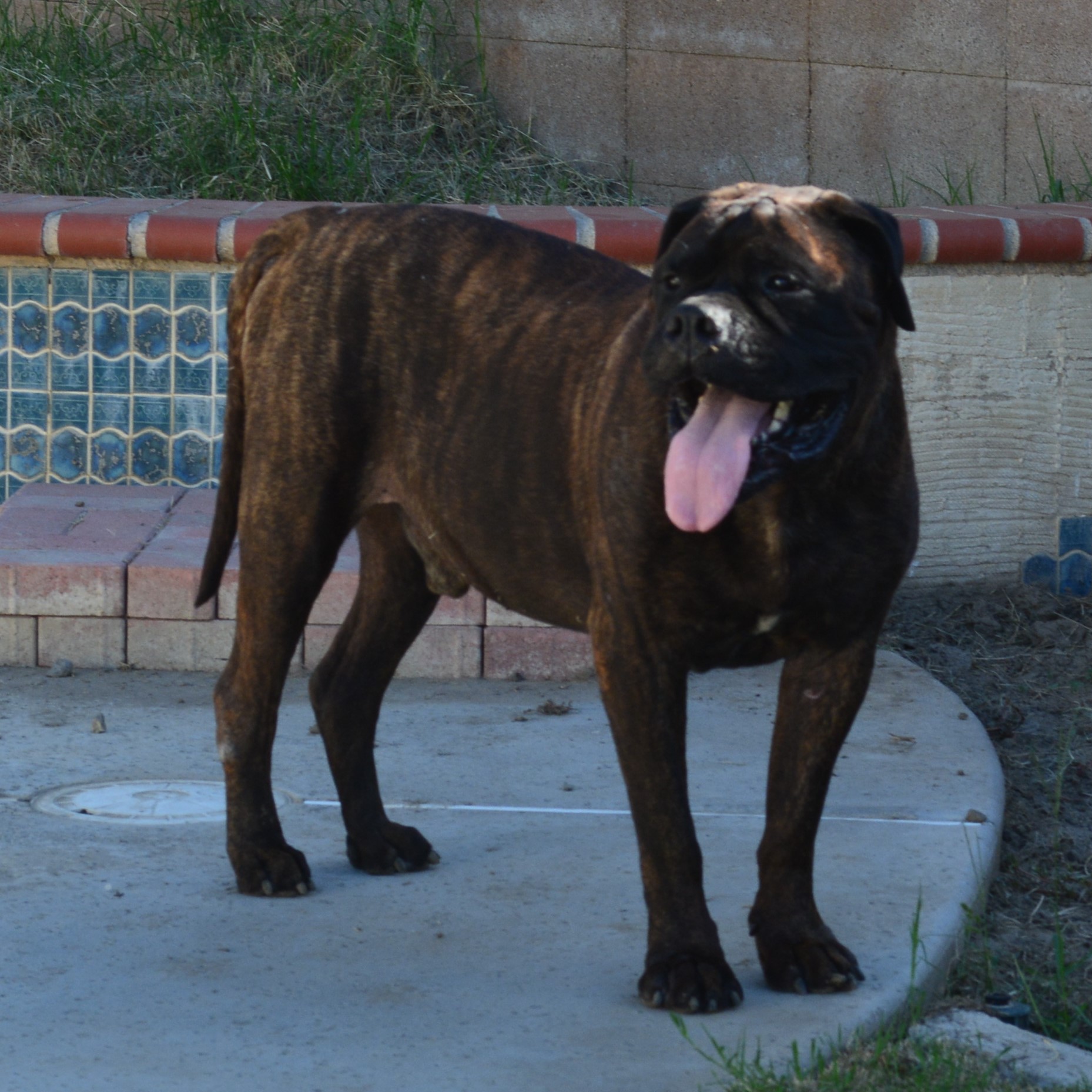Max - CA