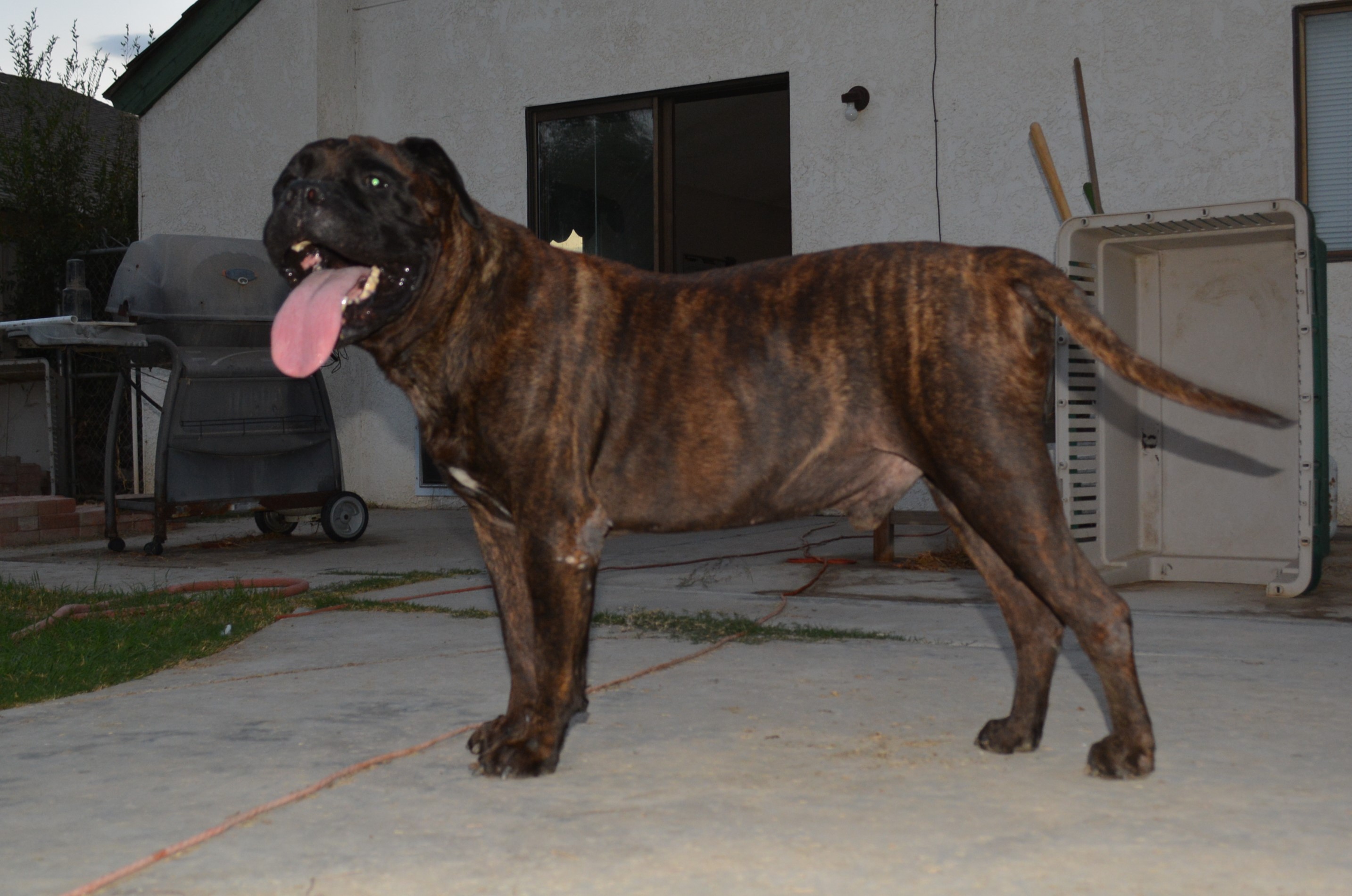 Max - CA photo 5