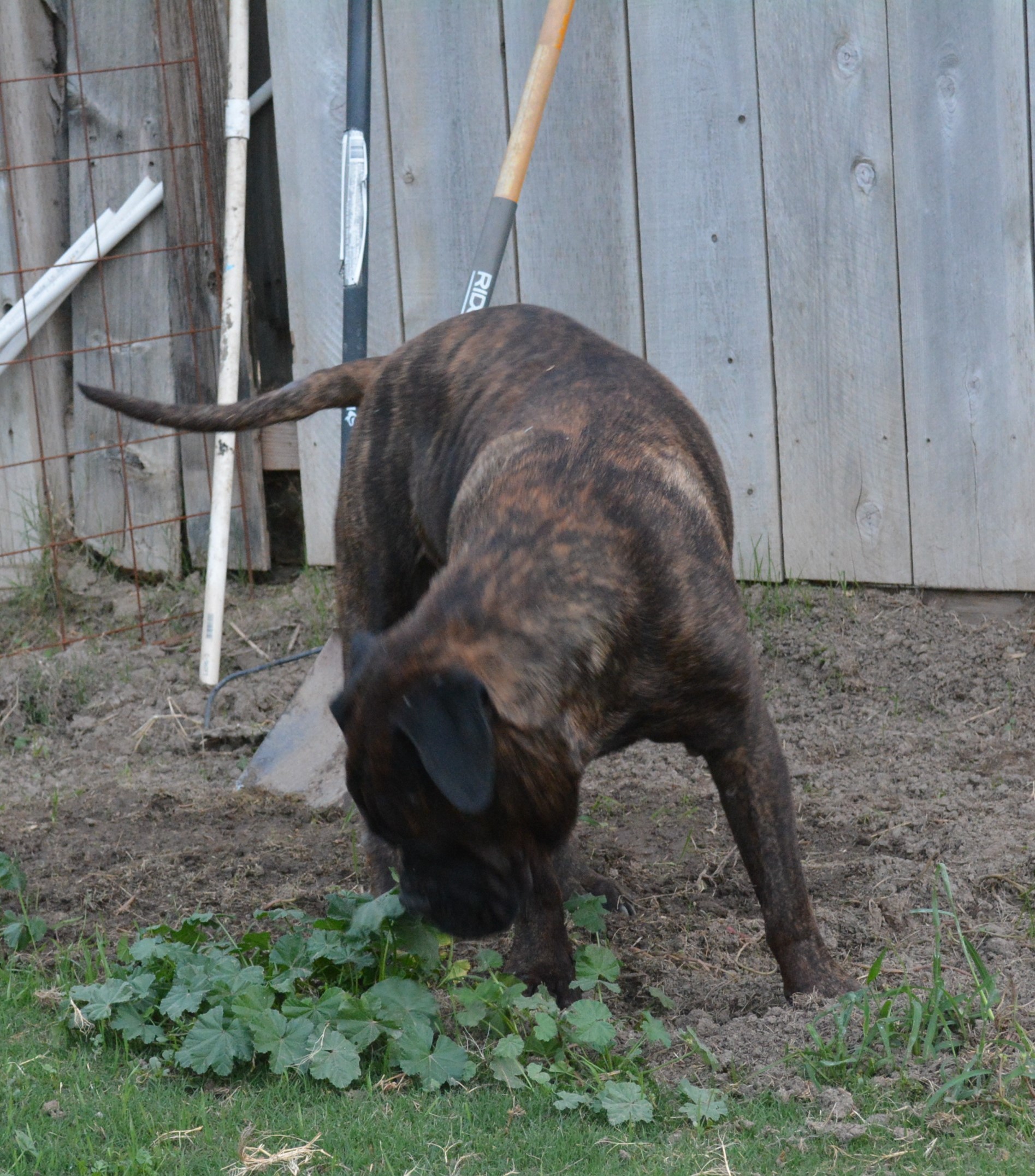 Max - CA photo 3