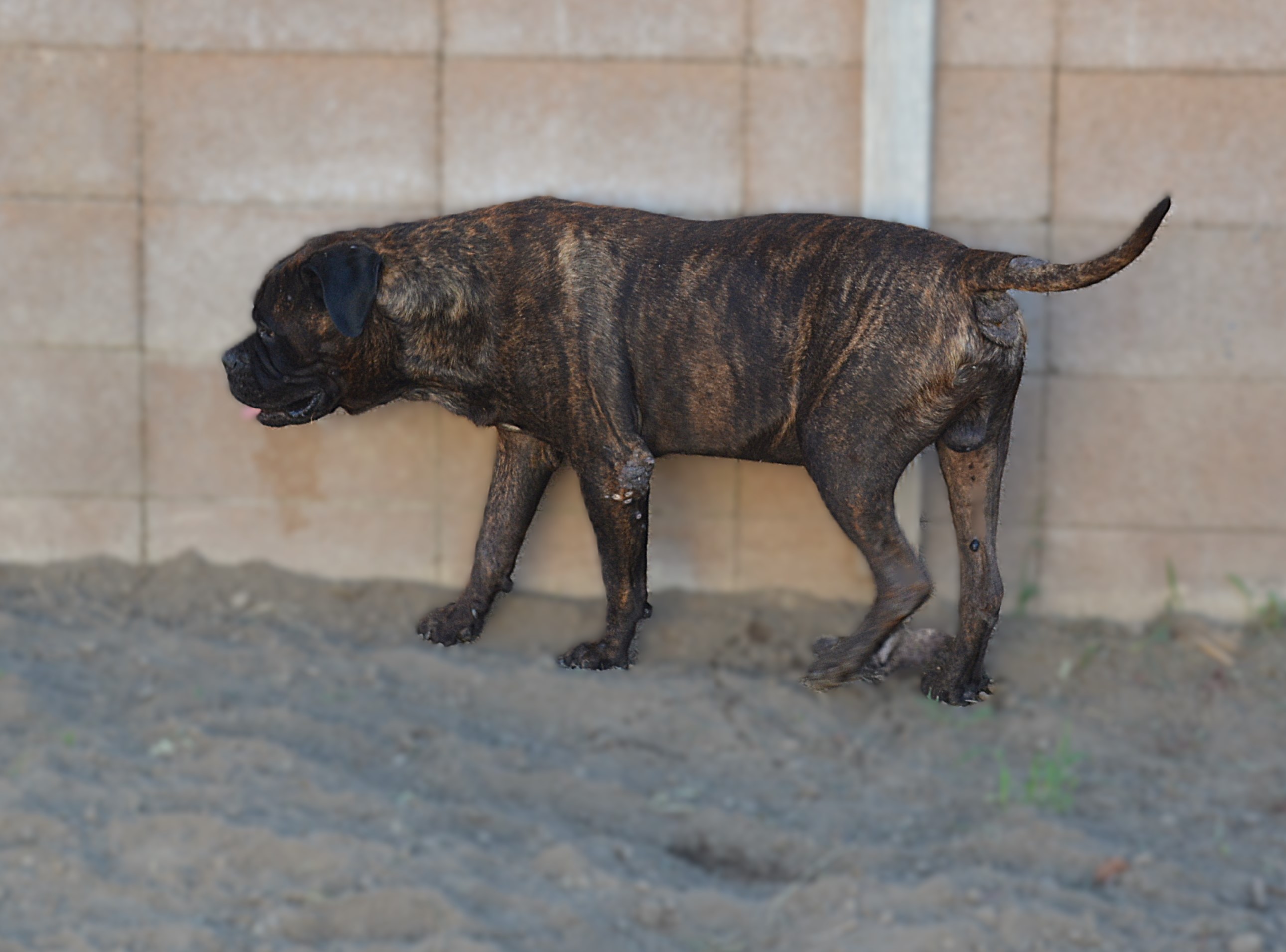 Max - CA photo 2