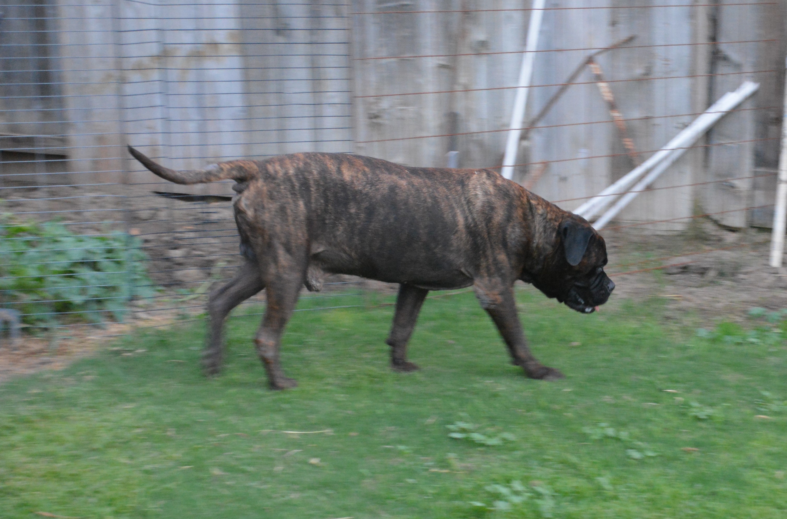 Max - CA photo 4