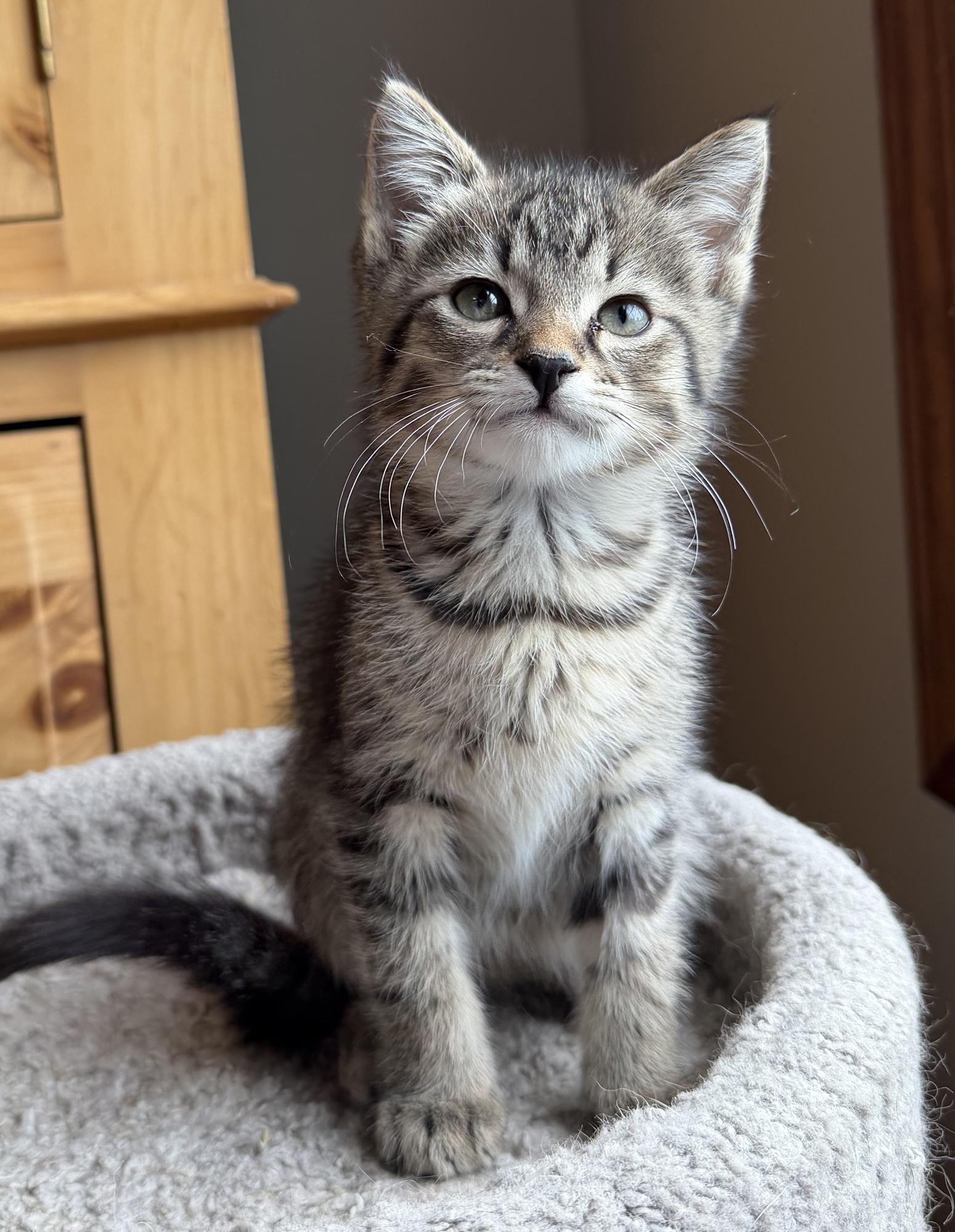 Enlarge Leo, an adopted Domestic Short Hair in Wadsworth, OH image 1/2