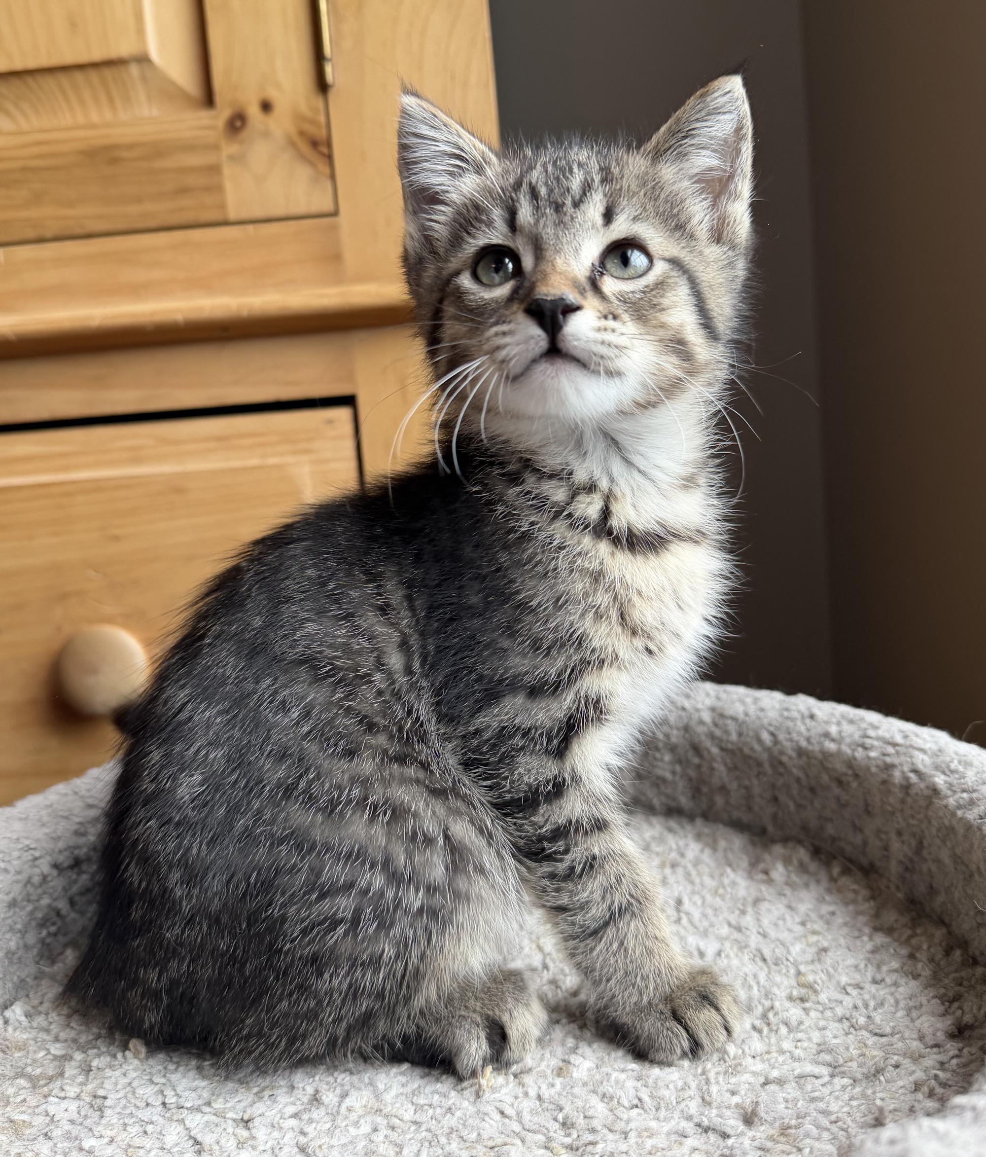 Enlarge Leo, an adopted Domestic Short Hair in Wadsworth, OH image 2/2
