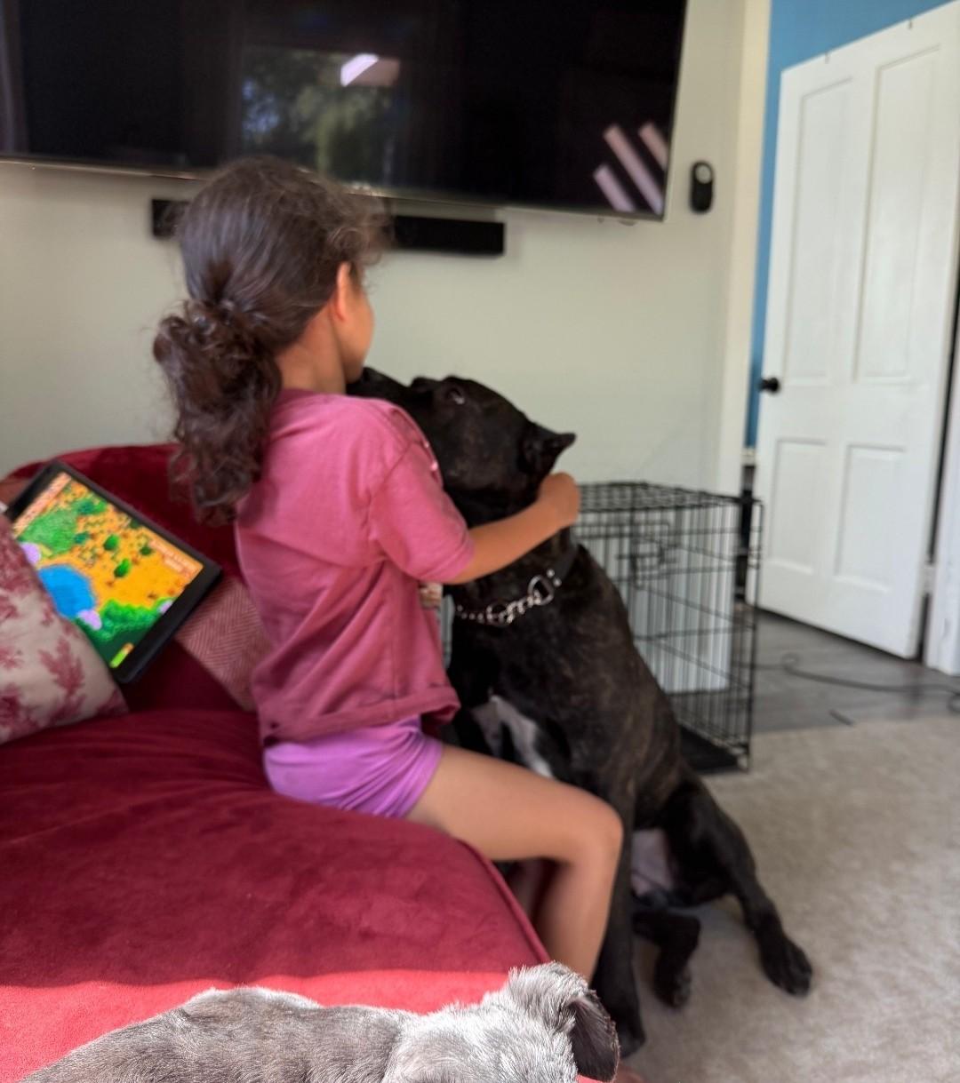 Nyx, a Adoptable Cane Corso in Colorado Springs, CO image 1/6