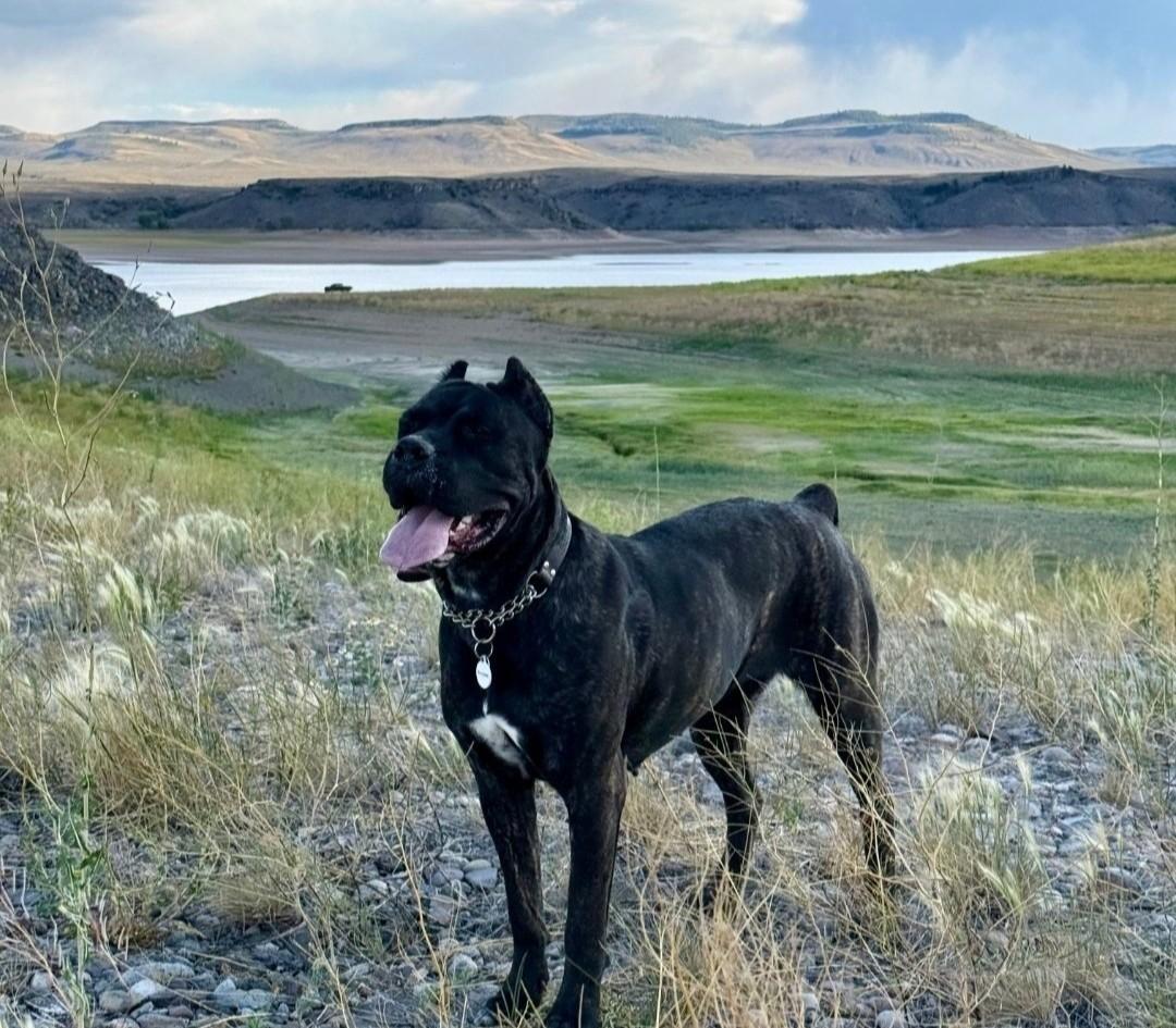 Nyx, a Adoptable Cane Corso in Colorado Springs, CO image 2/6