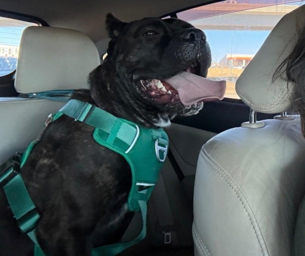 Enlarge Nyx, a Adoptable Cane Corso in Colorado Springs, CO image 1/1
