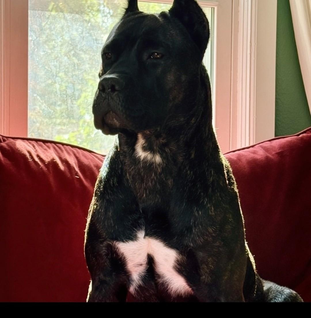 Nyx, a Adoptable Cane Corso in Colorado Springs, CO image 4/6