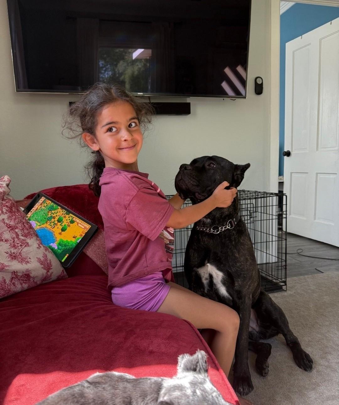 Nyx, a Adoptable Cane Corso in Colorado Springs, CO image 5/6