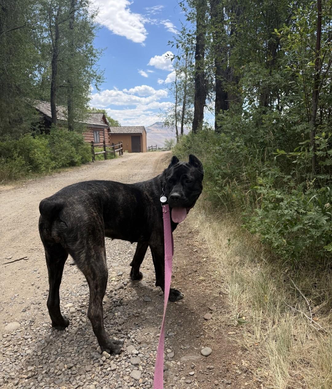 Nyx, a Adoptable Cane Corso in Colorado Springs, CO image 6/6
