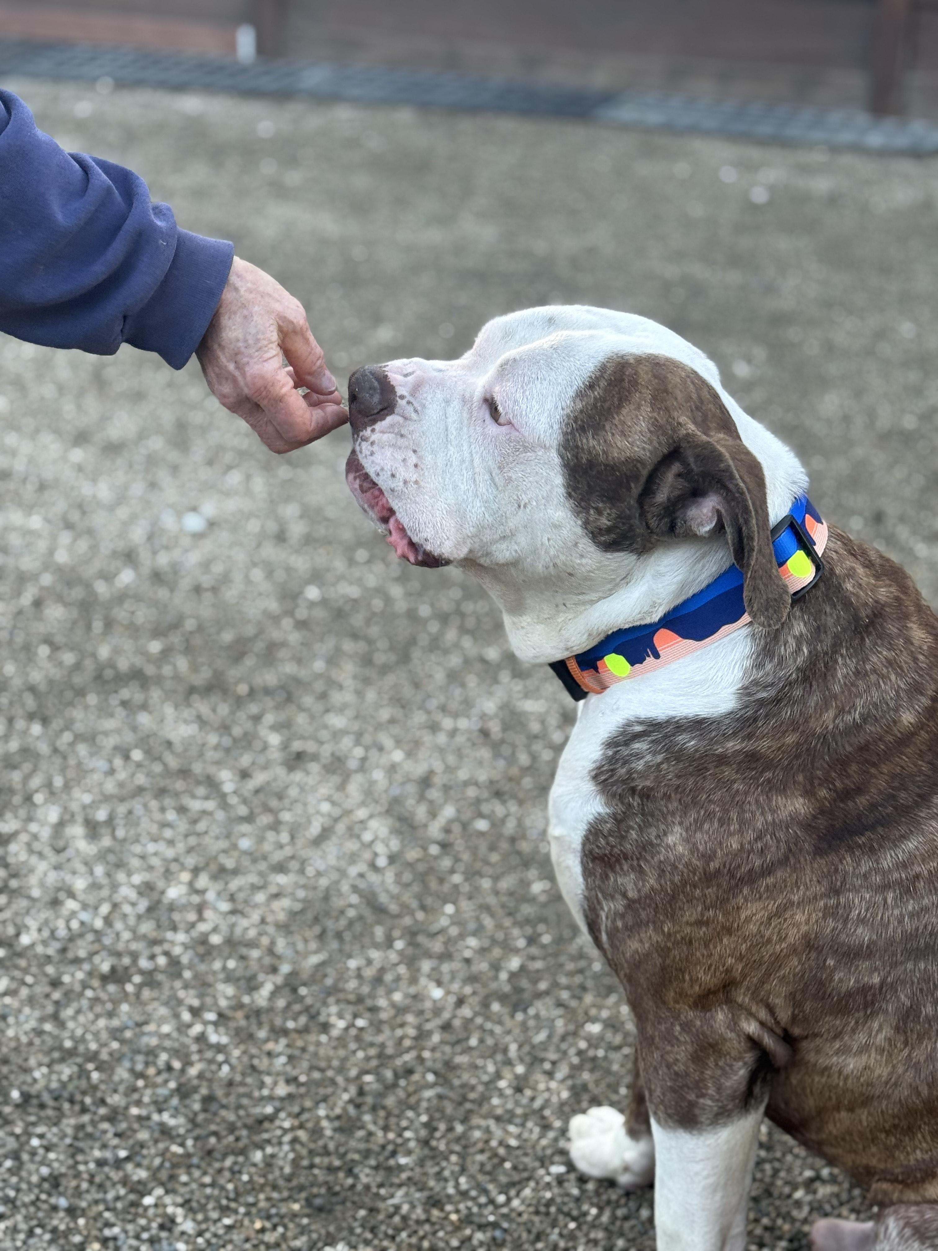 Enlarge Otis-ADOPT Me!!, an adopted American Bulldog in Redondo Beach, CA image 2/4