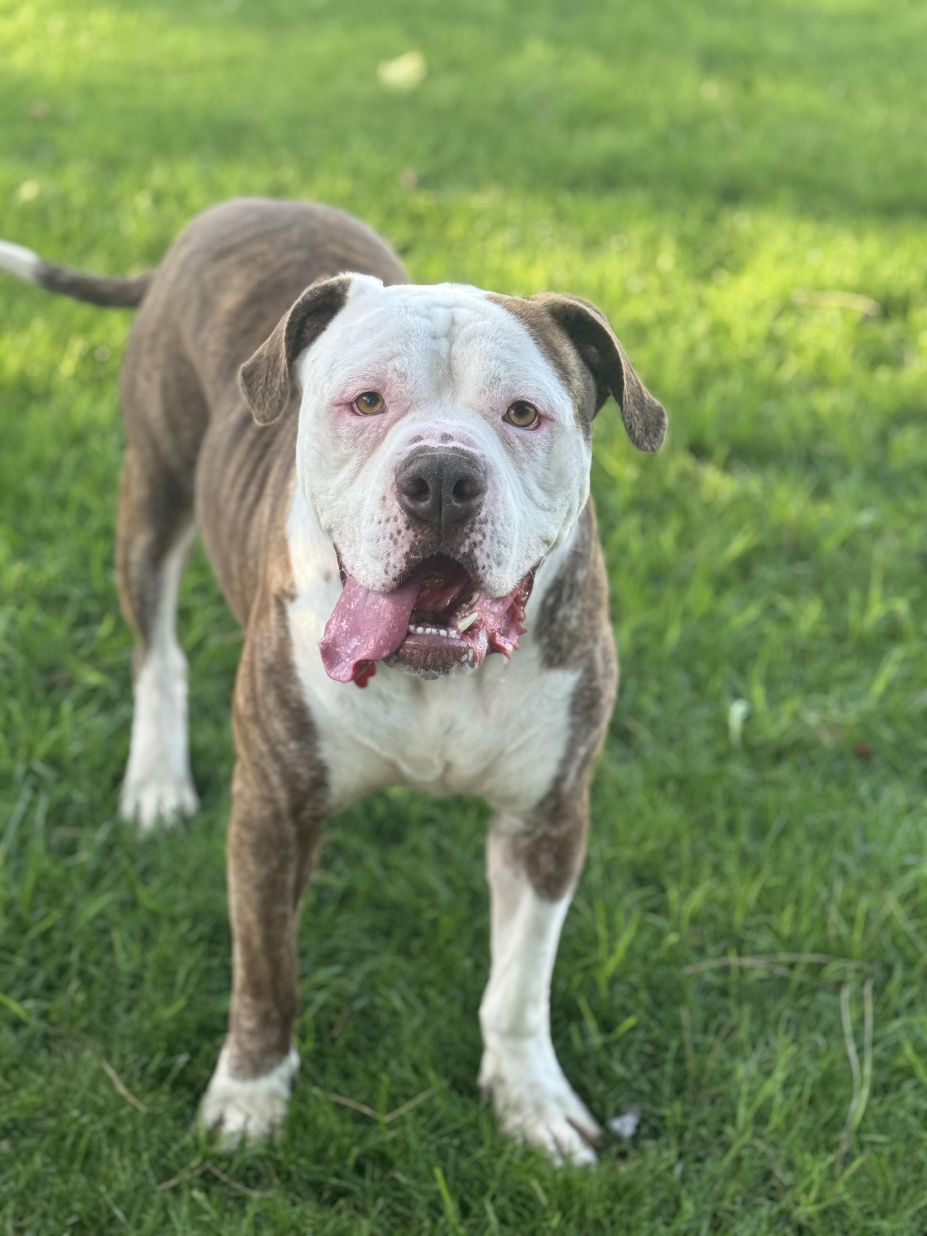 Enlarge Otis-ADOPT Me!!, an adopted American Bulldog in Redondo Beach, CA image 3/4
