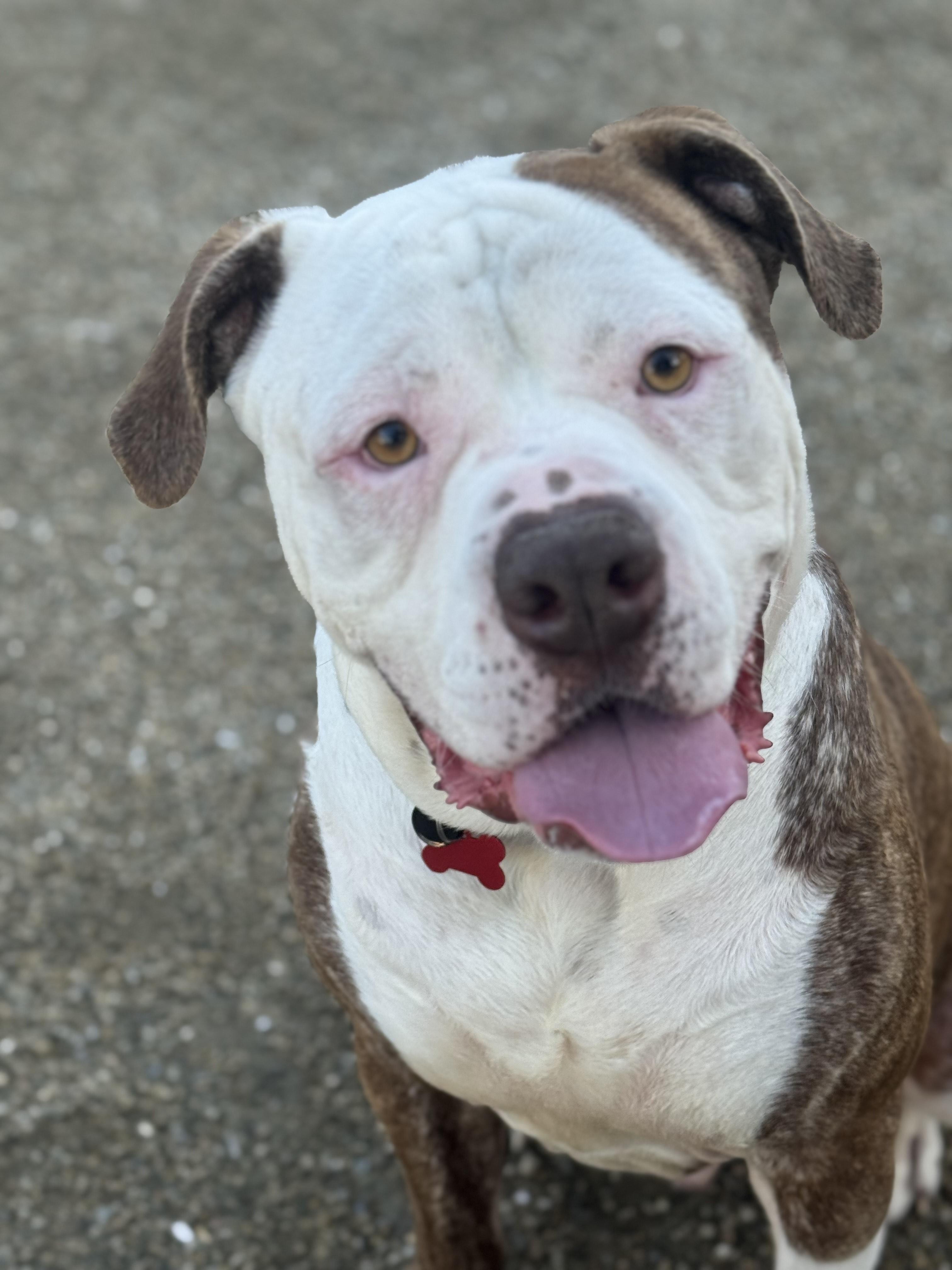 Enlarge Otis-ADOPT Me!!, an adopted American Bulldog in Redondo Beach, CA image 1/4