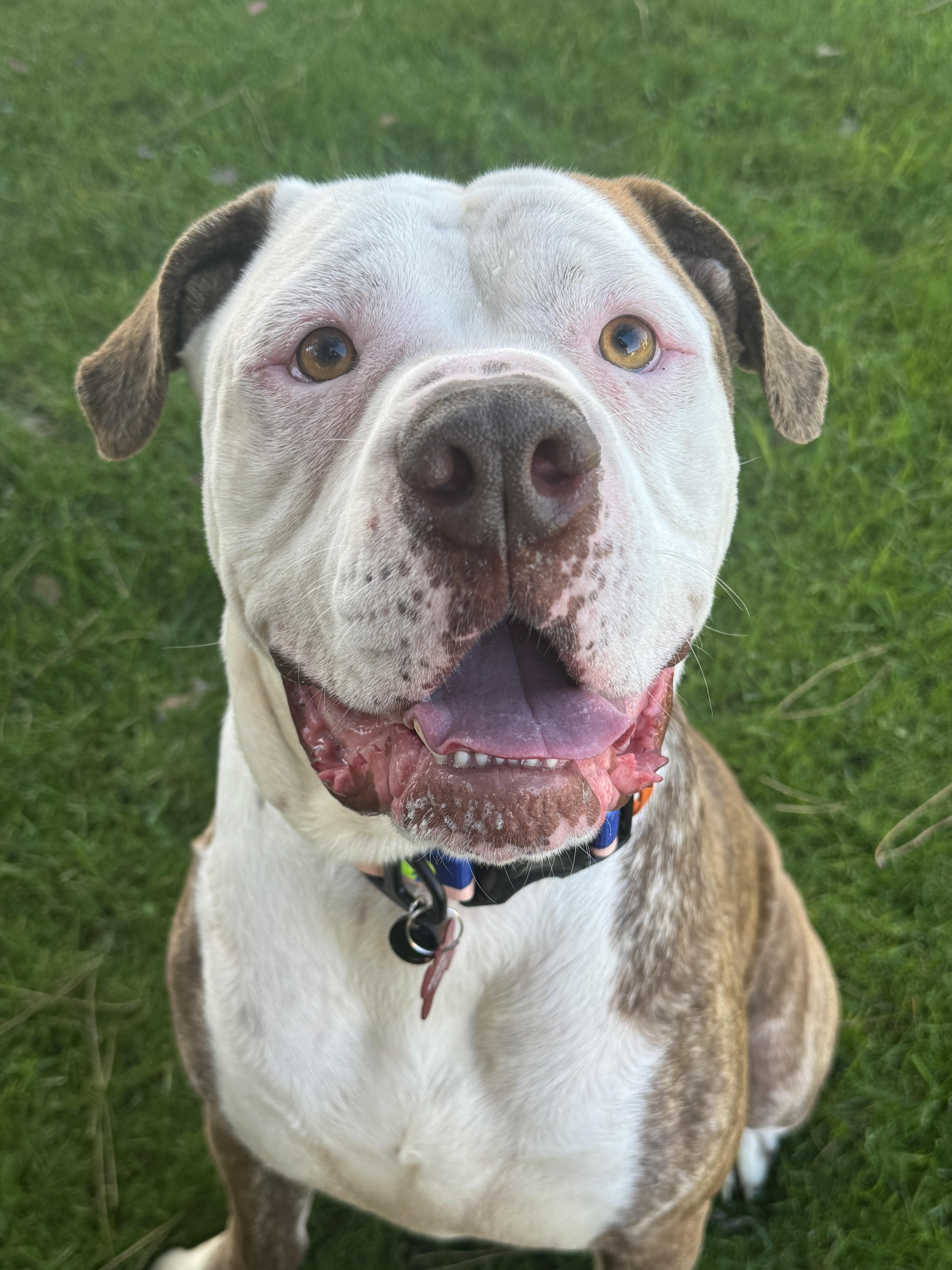 Enlarge Otis-ADOPT Me!!, an adopted American Bulldog in Redondo Beach, CA image 4/4