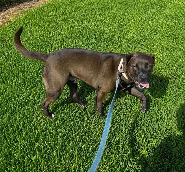 MOKU, Adoptable, Young Male Labrador Retriever.