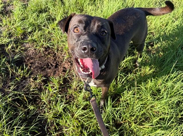 Enlarge MOKU, a Adoptable Labrador Retriever in Ocala, FL image 1/1