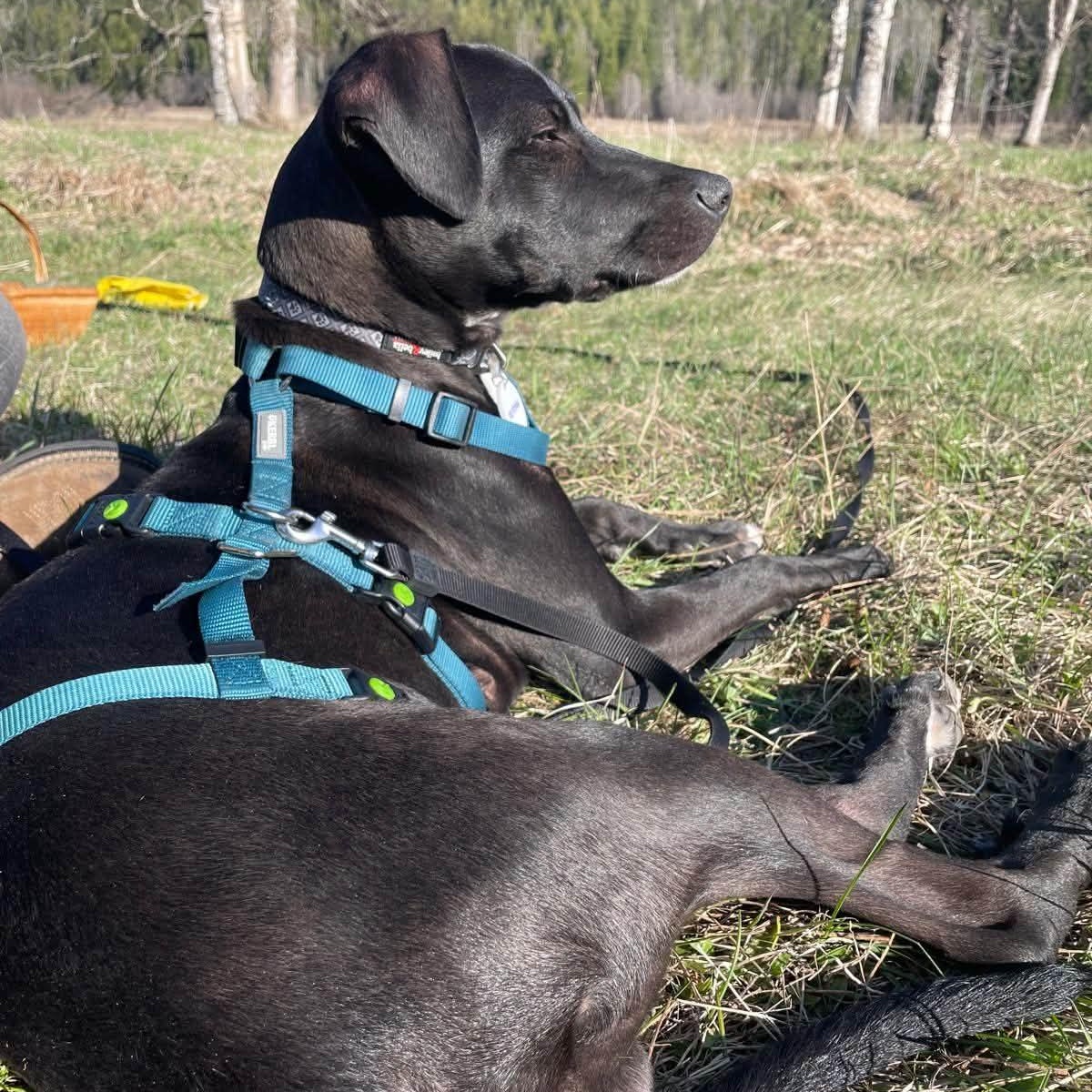 Freddy, a Adoptable mixed breed in Calgary, AB image 3/6