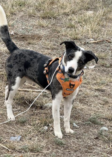 ROOSTER, Adoptable, Adult Male Australian Shepherd & Australian Cattle Dog / Blue Heeler.