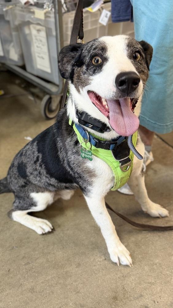 ROOSTER, a Adoptable mixed breed in Thornton, CO image 2/3