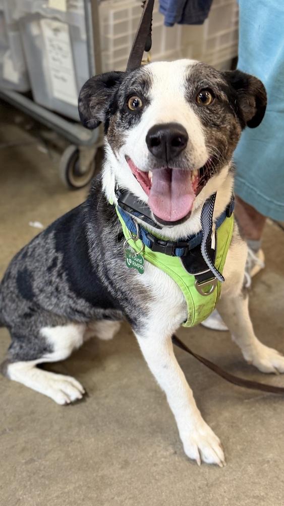 ROOSTER, a Adoptable mixed breed in Thornton, CO image 3/3