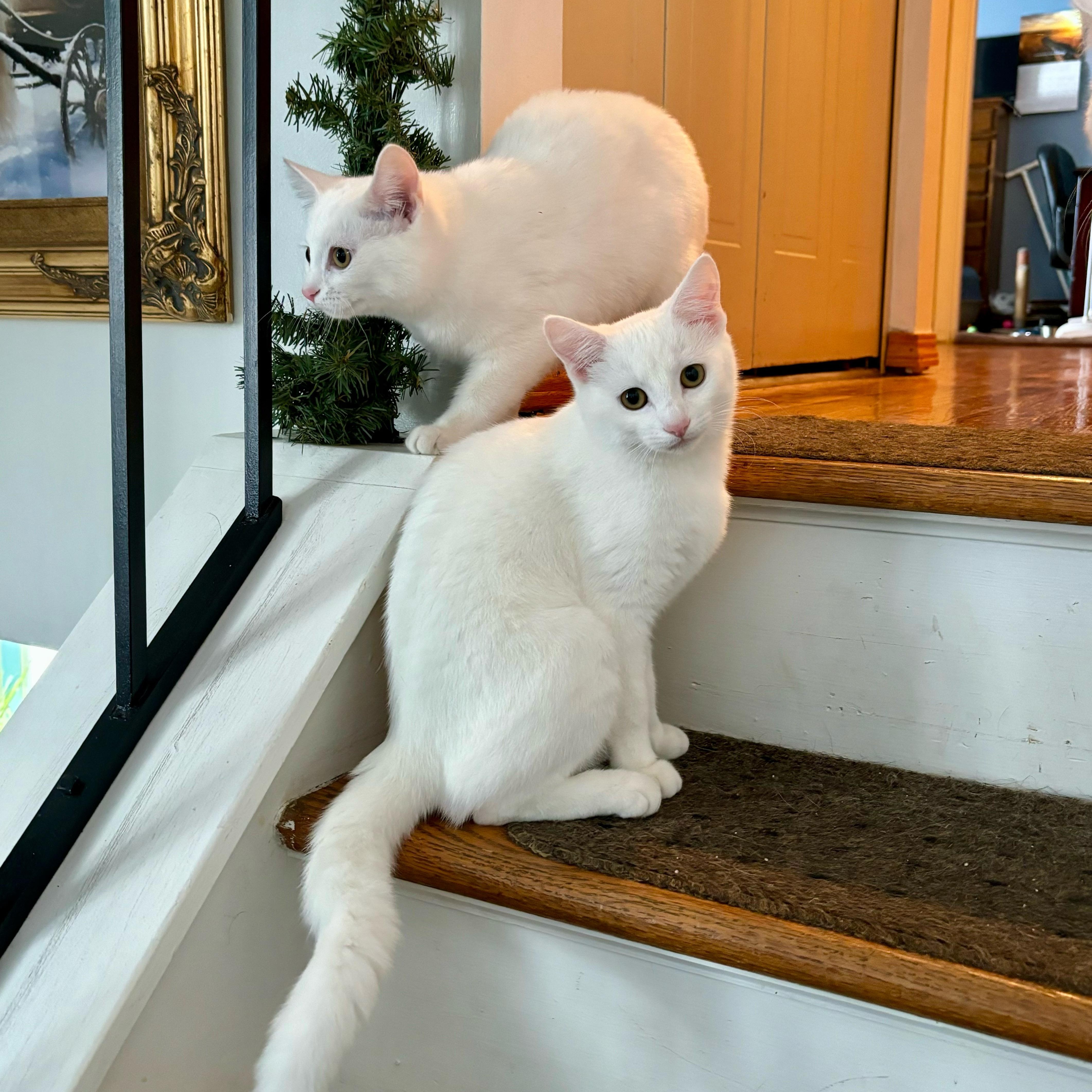 Enlarge Kylan *Must be adopted with Dottie*, an adoptable Domestic Short Hair in Pittsburgh, PA image 1/6