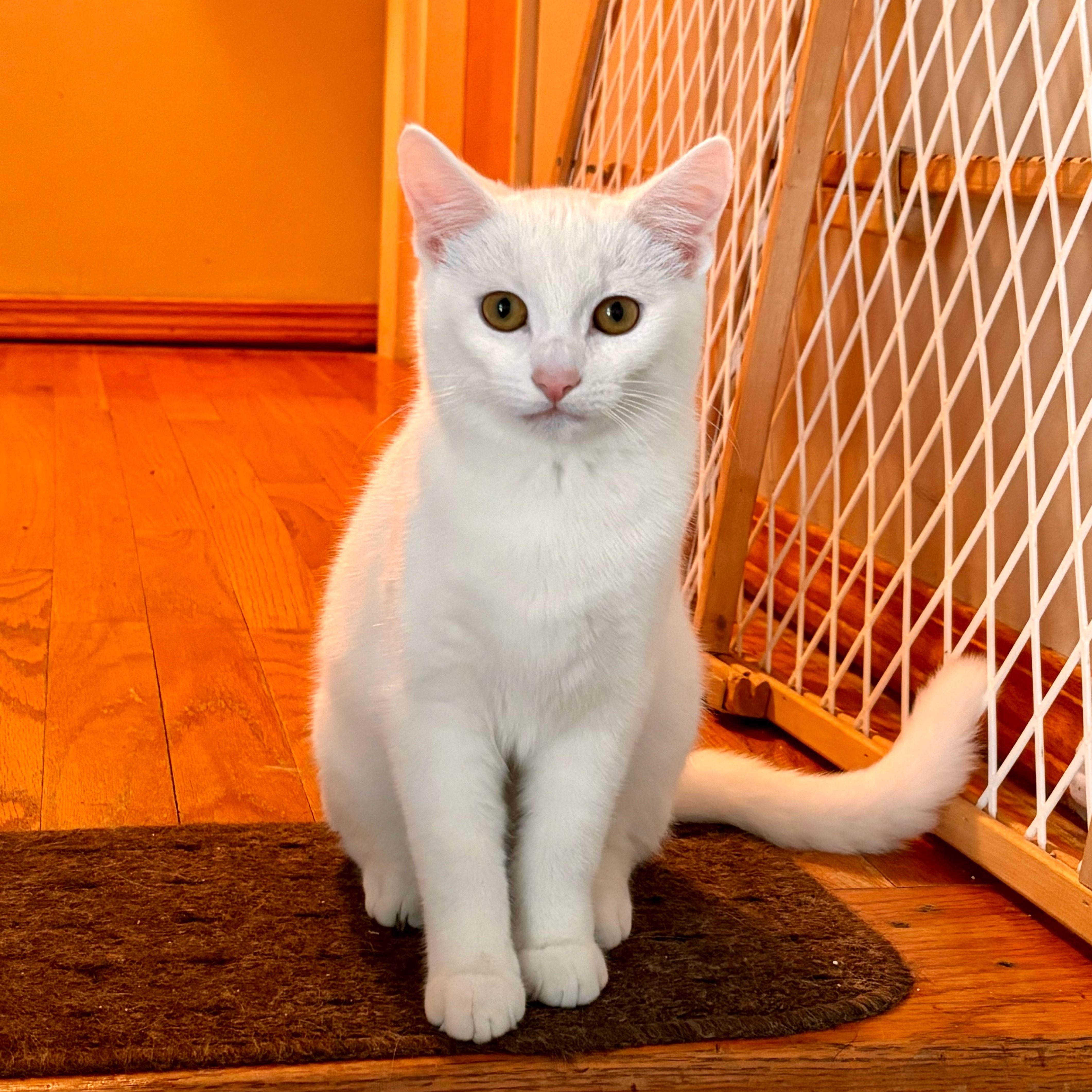 Enlarge Kylan *Must be adopted with Dottie*, an adoptable Domestic Short Hair in Pittsburgh, PA image 2/6