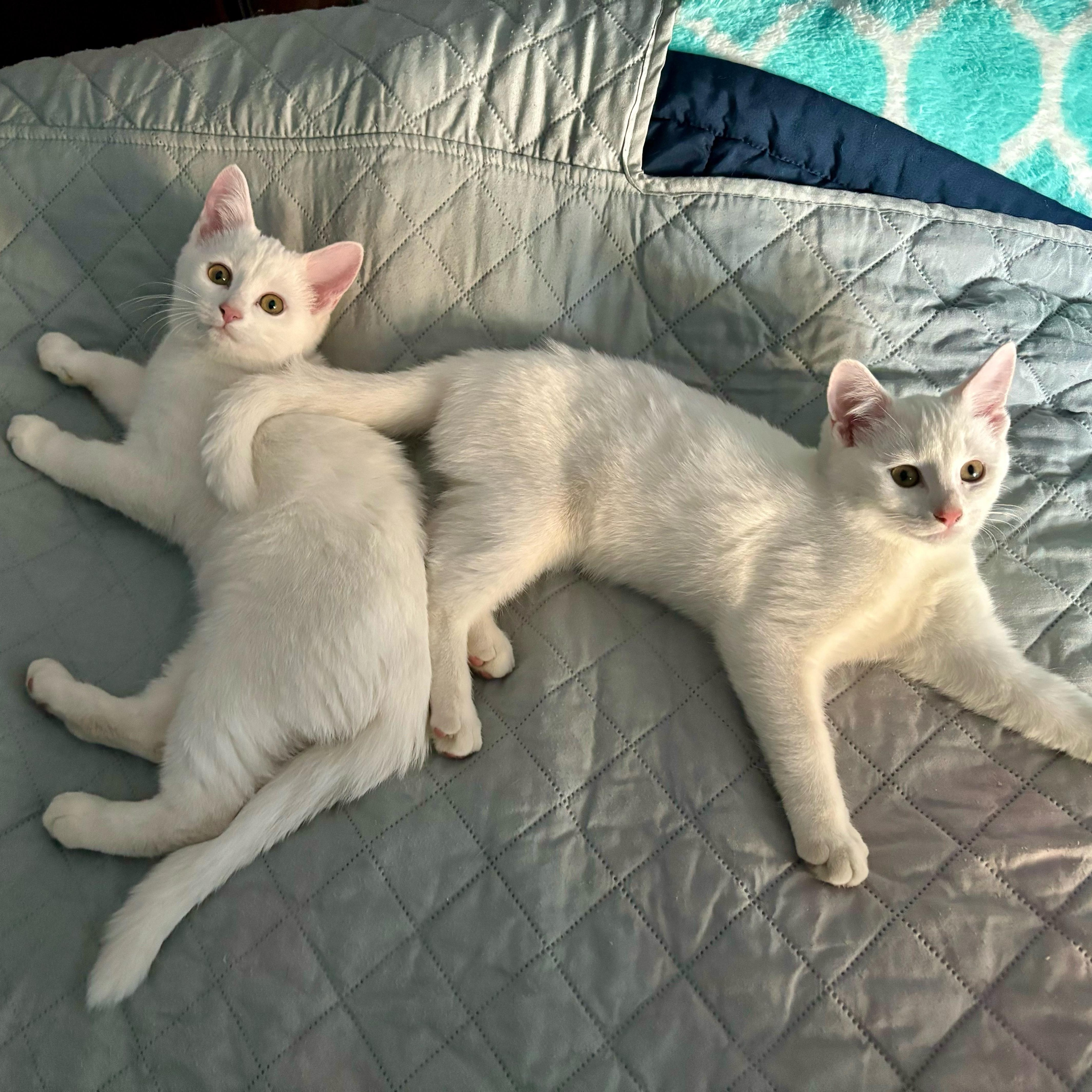 Enlarge Kylan *Must be adopted with Dottie*, an adoptable Domestic Short Hair in Pittsburgh, PA image 3/6