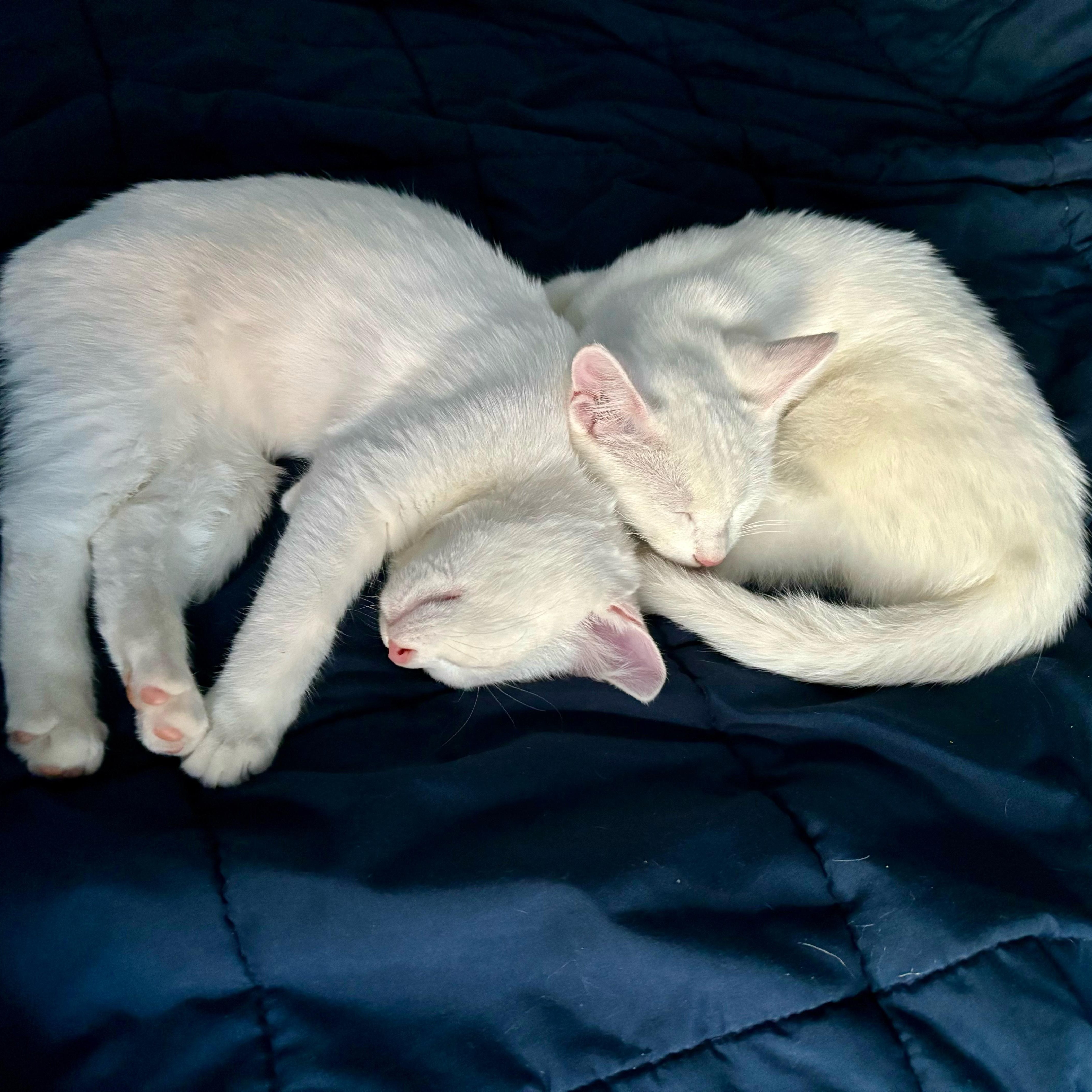 Enlarge Kylan *Must be adopted with Dottie*, an adoptable Domestic Short Hair in Pittsburgh, PA image 4/6